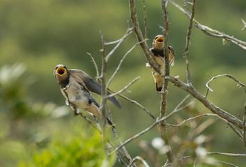Hirondelles © Franck Monnot