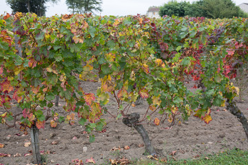 a landscape of bordeaux wine with the vines