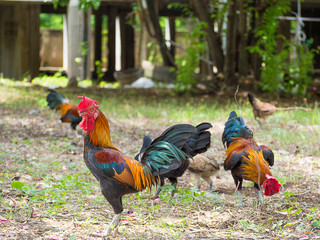 Thai chickens in backyard.