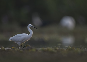 Flock of Egrets
