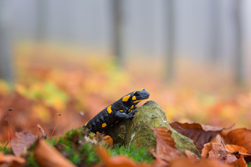 Fire salamander (a black yellow spotted) against the autumn misty forest background, wild animal in nature