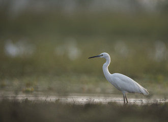 Little Egret