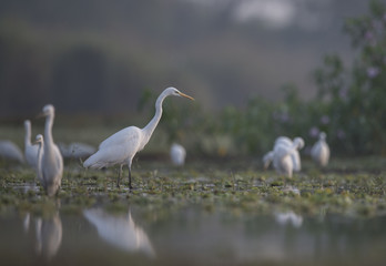Obraz premium Great Egret