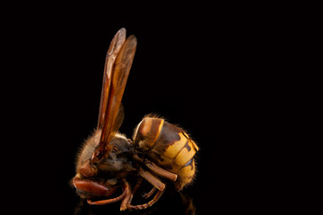 Hornet isolated on black background.