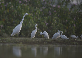Flock of Egrets