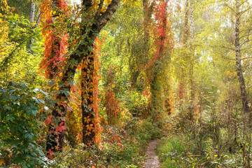 Fototapety  Piękna jesienna scena w lesie