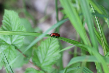 Feuerkäfer