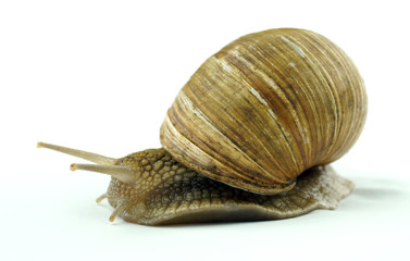 snail