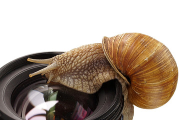 snail