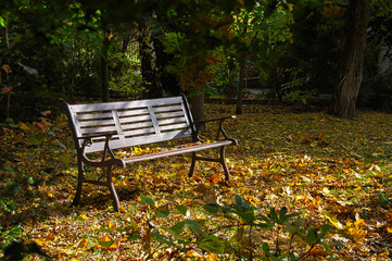 Bench in park