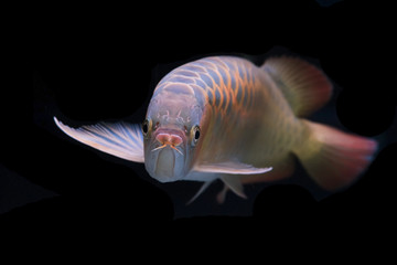 Asian arowana