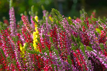 Obraz premium Heather flowers