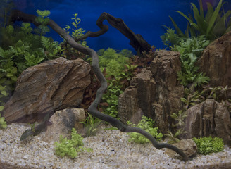 Planted Freshwater Aquarium