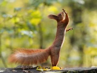 Zelfklevend Fotobehang Eekhoorn Grappige eekhoorn die op twee poten staat