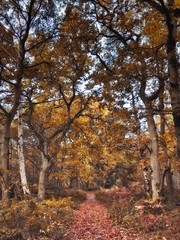Fototapeta premium Autumn Forest