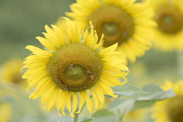Obraz premium Closeup nature view of flower on blurred background
