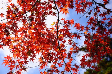 鎌倉の紅葉