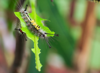 catapillar is crawling mango leaf.