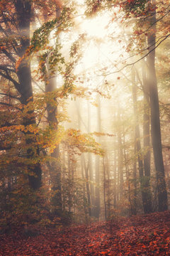 Autumn Misty Forest In Sunlight, Nature Fall Colors Vertical Background