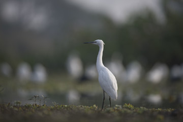 Little Egret