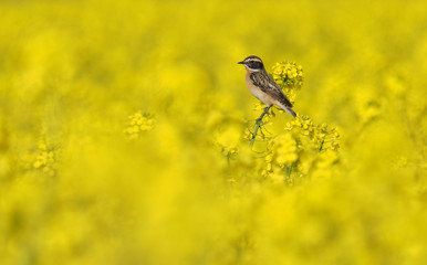 whinchat (Saxicola rubetra) in a field of rapeseed