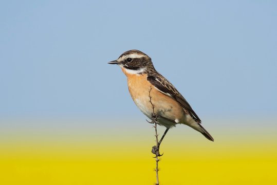 whinchat (Saxicola rubetra) with a field of blurred rapeseed in background