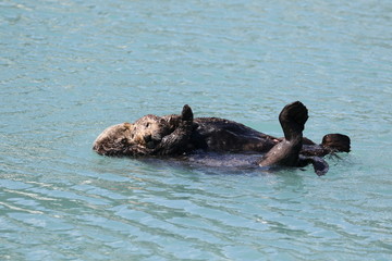 Seeotter in freier Natur