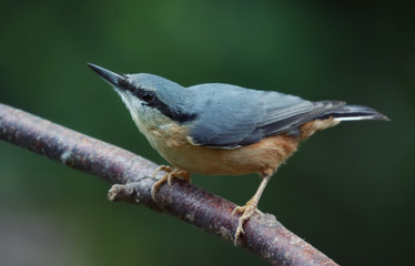 Nuthatch