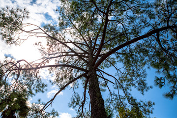 tree cloud trunk