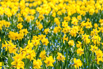 Fototapeta premium Blumenfeld im Frühling