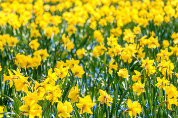 Blumenfeld im Frühling