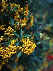 Yellow Autumn Berries