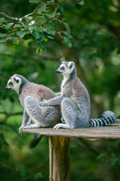 Ring-tailed Lemur (L. catta)