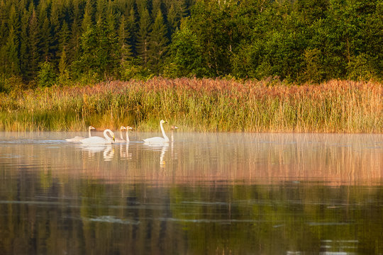 Swans float on the lake in the morning