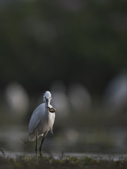 Little Egret with fish
