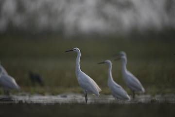 Little Egret