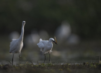 Obraz premium Little Egret with fish