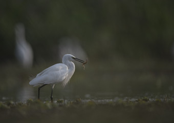 Obraz premium Little Egret