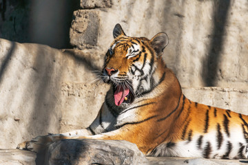 Young Siberian tiger, otherwise known as the Amur Tiger