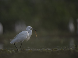 Fototapeta premium Little Egret