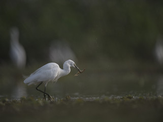 Little Egret