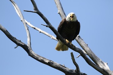 Weißkopfseeadler sitzt auf einem Baum
