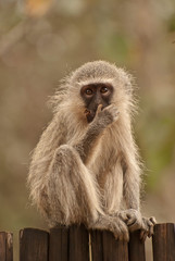 Monkey in Kruger park