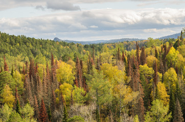 View of autumn golden forest, mountains and rocks