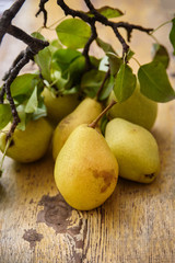 Bio Pears on rustic wooden background. Autumn fruits 