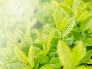 Closeup fresh and green leaves  nature in garden, natural green leaf plants landscape. ecology, wallpaper concept.