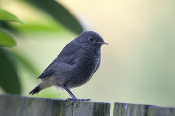 Jeune rouge gorge sur palissade en bois
