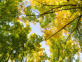 Fall stock photos and royalty-free images, vectors and illustrations