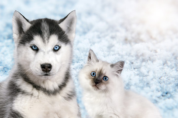 Cat and dog together on bright light snow background, neva masquerade, siberian husky looks straight. Christmas mood © tania_wild