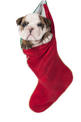 Cute English bulldog puppy